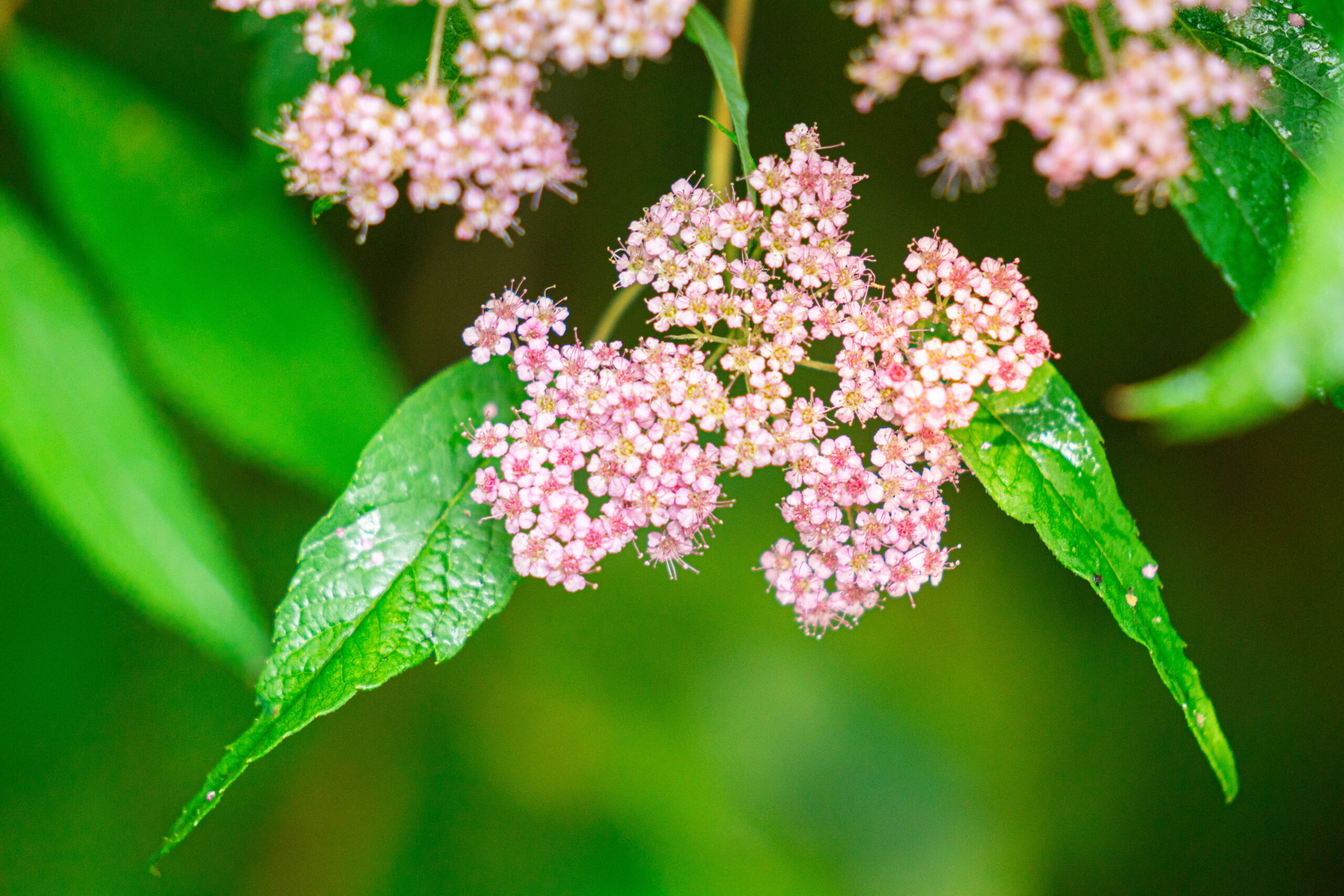 Pollinator project promotes native plants that nurture